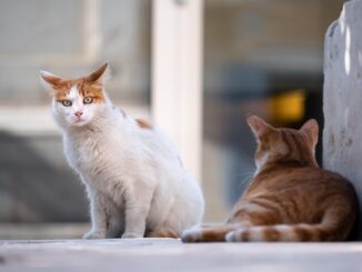 5 astuces naturelles pour repousser les puces chez les chats