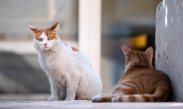 5 astuces naturelles pour repousser les puces chez les chats