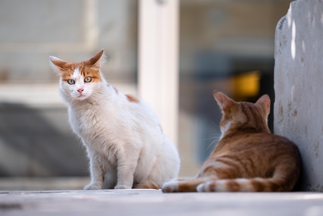5 astuces naturelles pour repousser les puces chez les chats