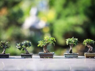 Comment créer une ambiance zen chez soi en 6 étapes