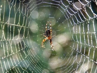 Pourquoi il ne faut pas écraser certains insectes dans la maison