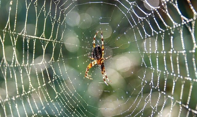 Pourquoi il ne faut pas écraser certains insectes dans la maison
