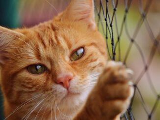 Comment fabriquer un griffoir maison pour votre chat ?