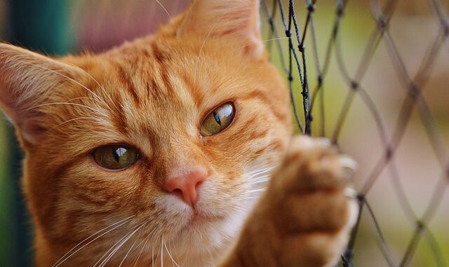 Comment fabriquer un griffoir maison pour votre chat ?