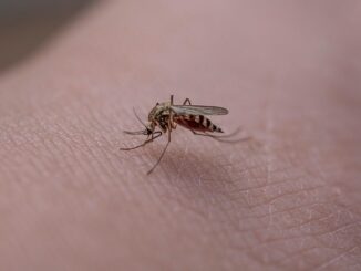 Huiles essentielles contre les moustiques : quelles sont les plus efficaces ?
