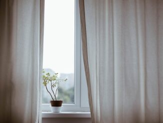 Les plantes d’intérieur dépolluantes : utiles ou mythe ?