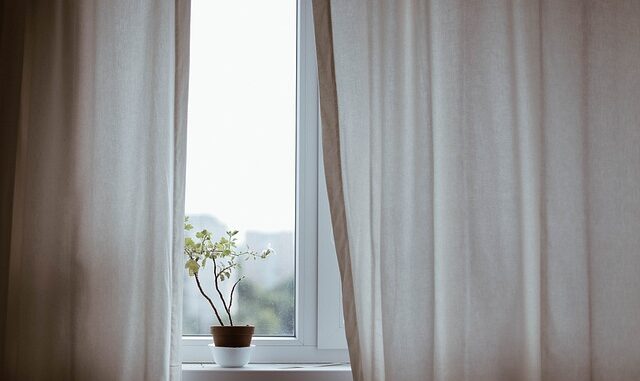 Les plantes d’intérieur dépolluantes : utiles ou mythe ?