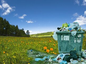 Recycler les déchets de cuisine pour nourrir son jardin
