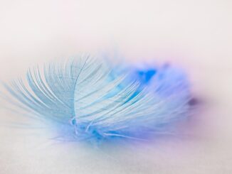 Quelle est la différence entre oreiller en plume et en mousse à mémoire ?