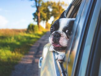 Astuces pour voyager sereinement en voiture avec un animal