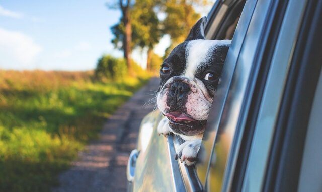 Astuces pour voyager sereinement en voiture avec un animal