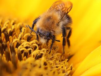 Comment protéger les enfants des insectes sans produits chimiques ?