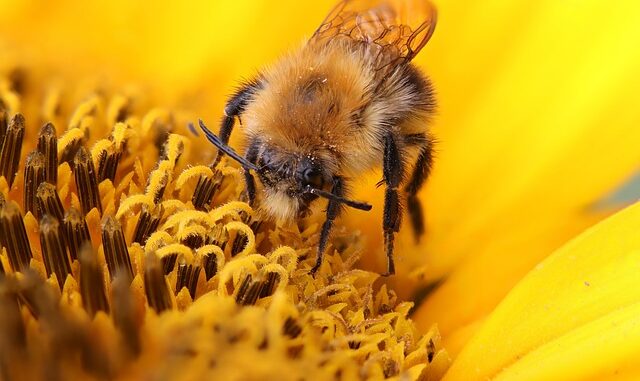 Comment protéger les enfants des insectes sans produits chimiques ?