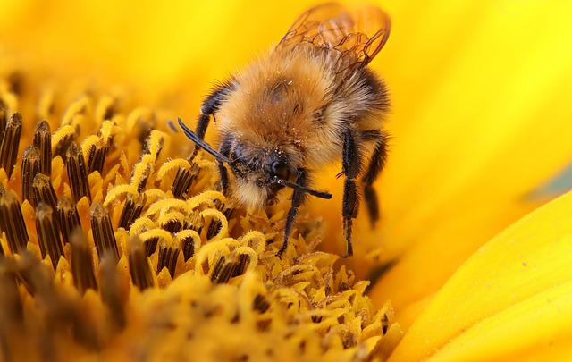 Comment protéger les enfants des insectes sans produits chimiques ?