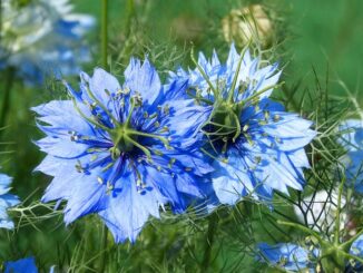 Huile de nigelle : précautions à prendre avant de l’utiliser