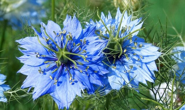 Huile de nigelle : précautions à prendre avant de l’utiliser