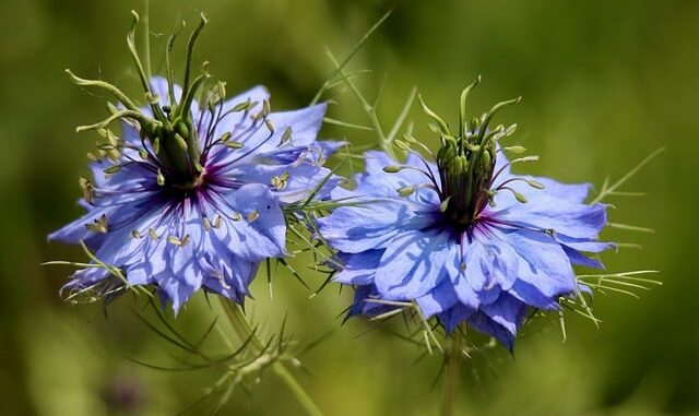 L’huile de nigelle est-elle adaptée aux enfants ?