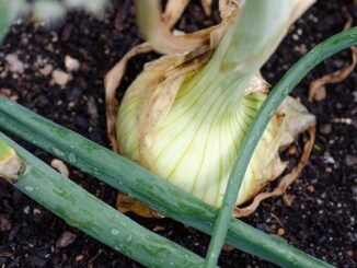 Les erreurs fréquentes des jardiniers débutants