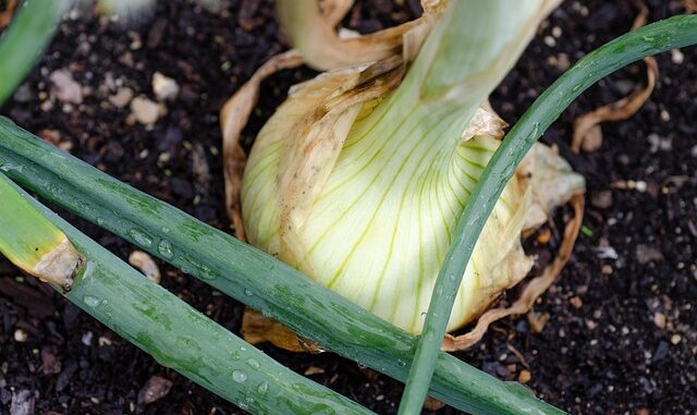 Les erreurs fréquentes des jardiniers débutants