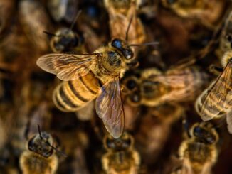 Les meilleurs réflexes en cas de piqûre d’abeille ou de guêpe