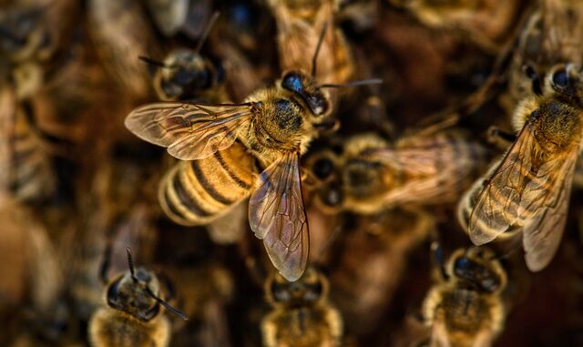 Les meilleurs réflexes en cas de piqûre d’abeille ou de guêpe