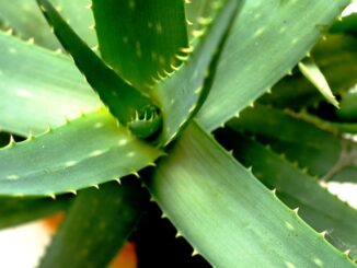 Les plantes qui aident à apaiser le stress