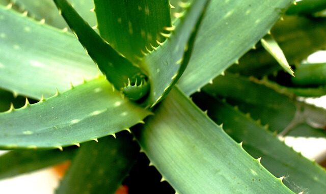 Les plantes qui aident à apaiser le stress