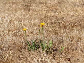 Quelle est la différence entre chaleur sèche et chaleur humide ?