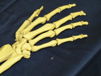 Quelle est la différence entre douleurs articulaires et musculaires ?