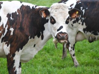 Quelle est la différence entre lait de vache et lait de brebis ?