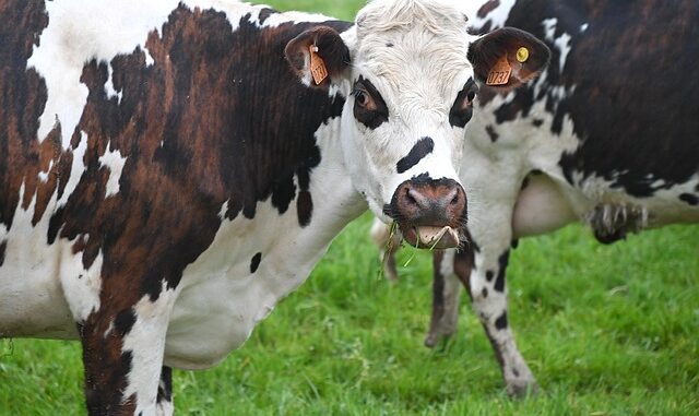 Quelle est la différence entre lait de vache et lait de brebis ?