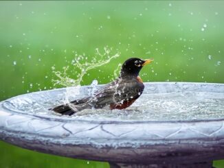 Quelle est la différence entre un bain chaud et un bain tiède ?
