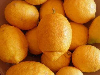 Quelle est la différence entre vitamine D2 et D3 ?