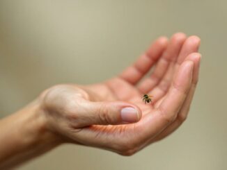 L’impact des insectes sur la santé : ce qu’il faut savoir