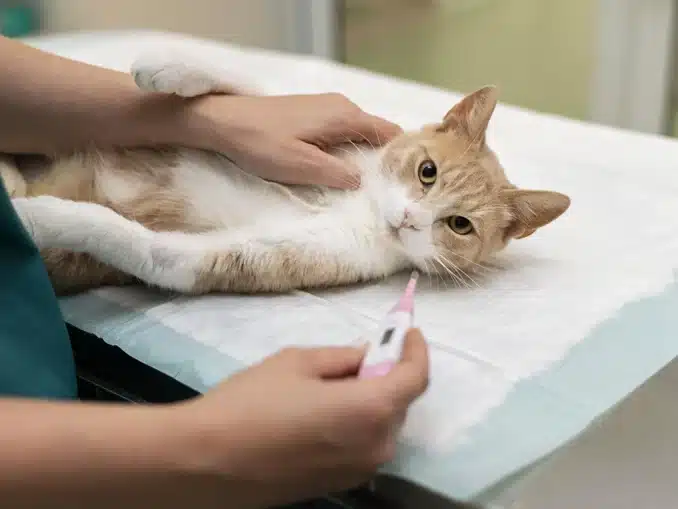 chat qui a de la fièvre