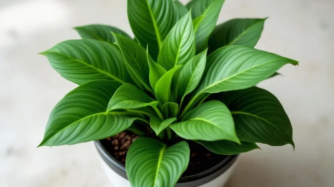 ZZ plant comment l’arroser et éviter la pourriture